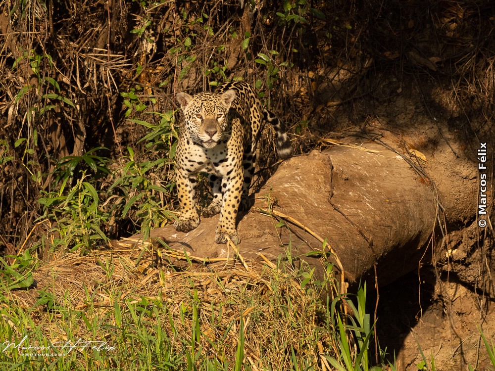Jaguatirica