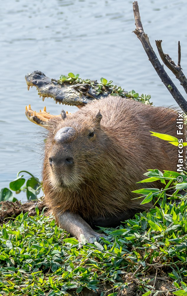 Capivara