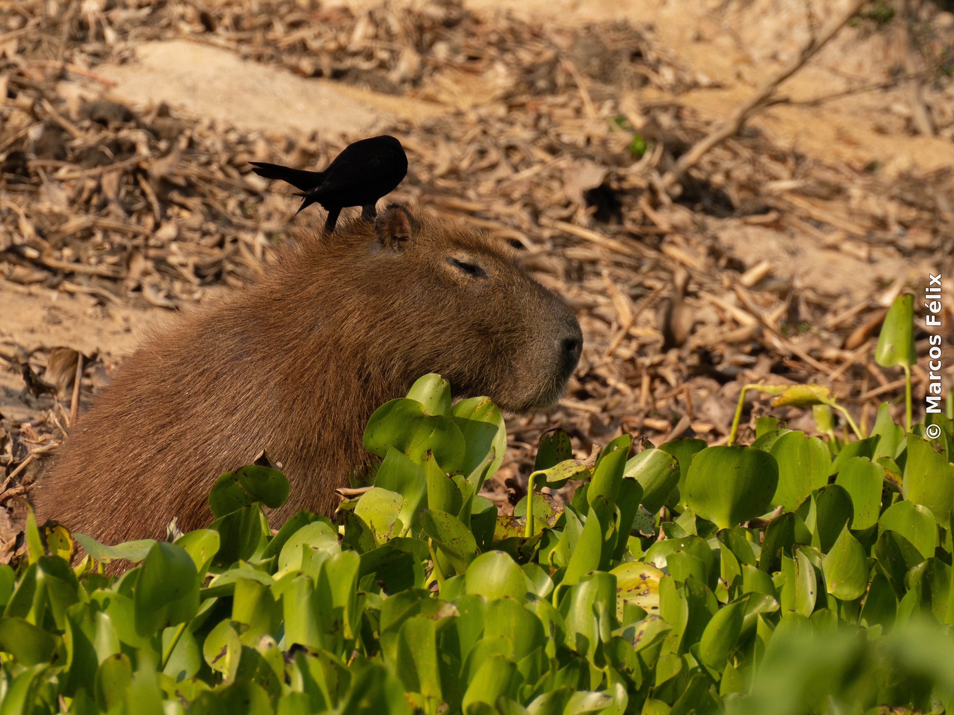 Capivara