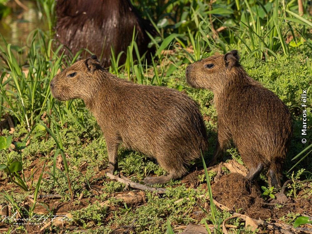 Capivara