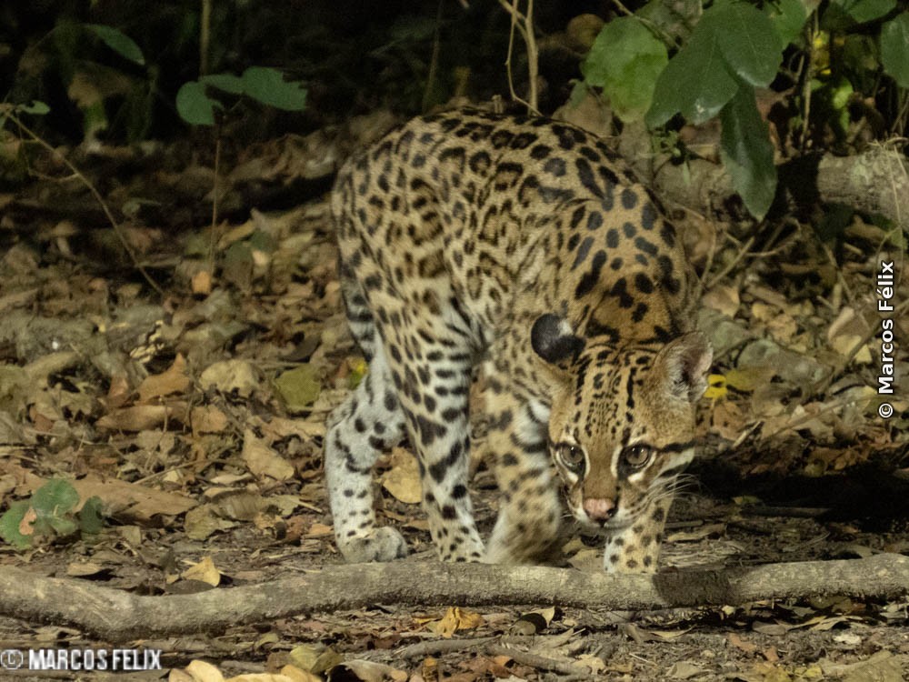 Jaguatirica