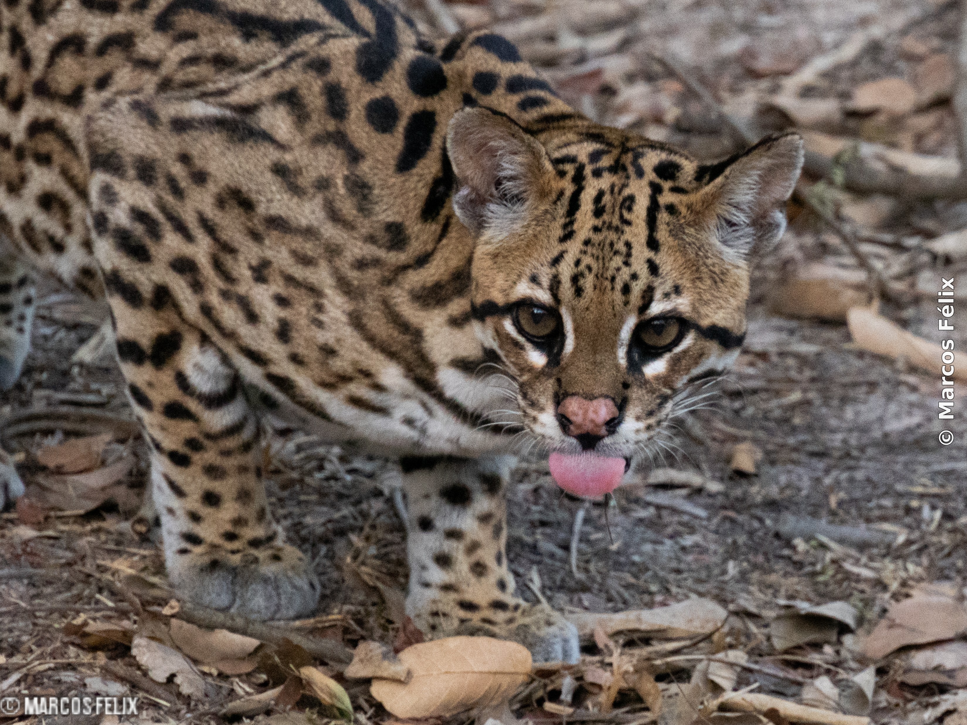 Jaguatirica