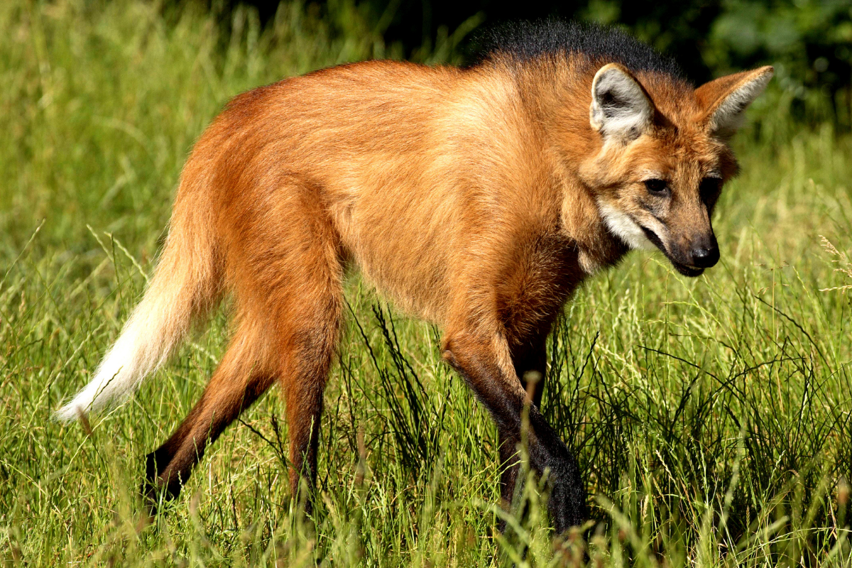 Lobo-guará