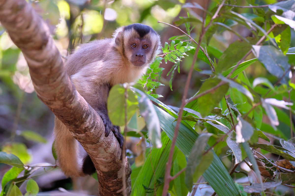 Macaco-prego-de-Azara