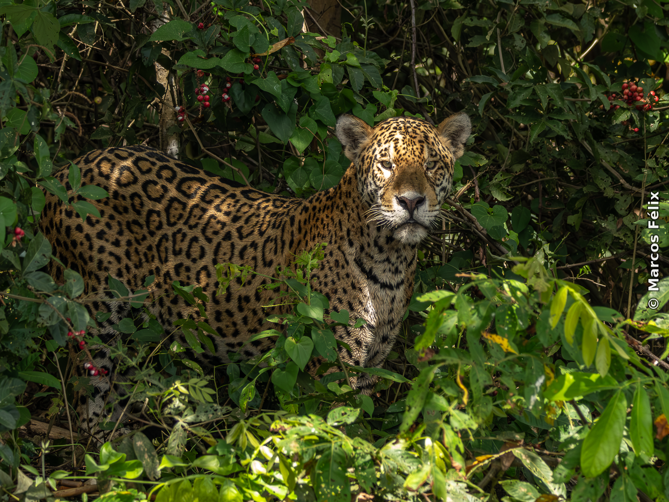 Onça pintada Pantanal MT