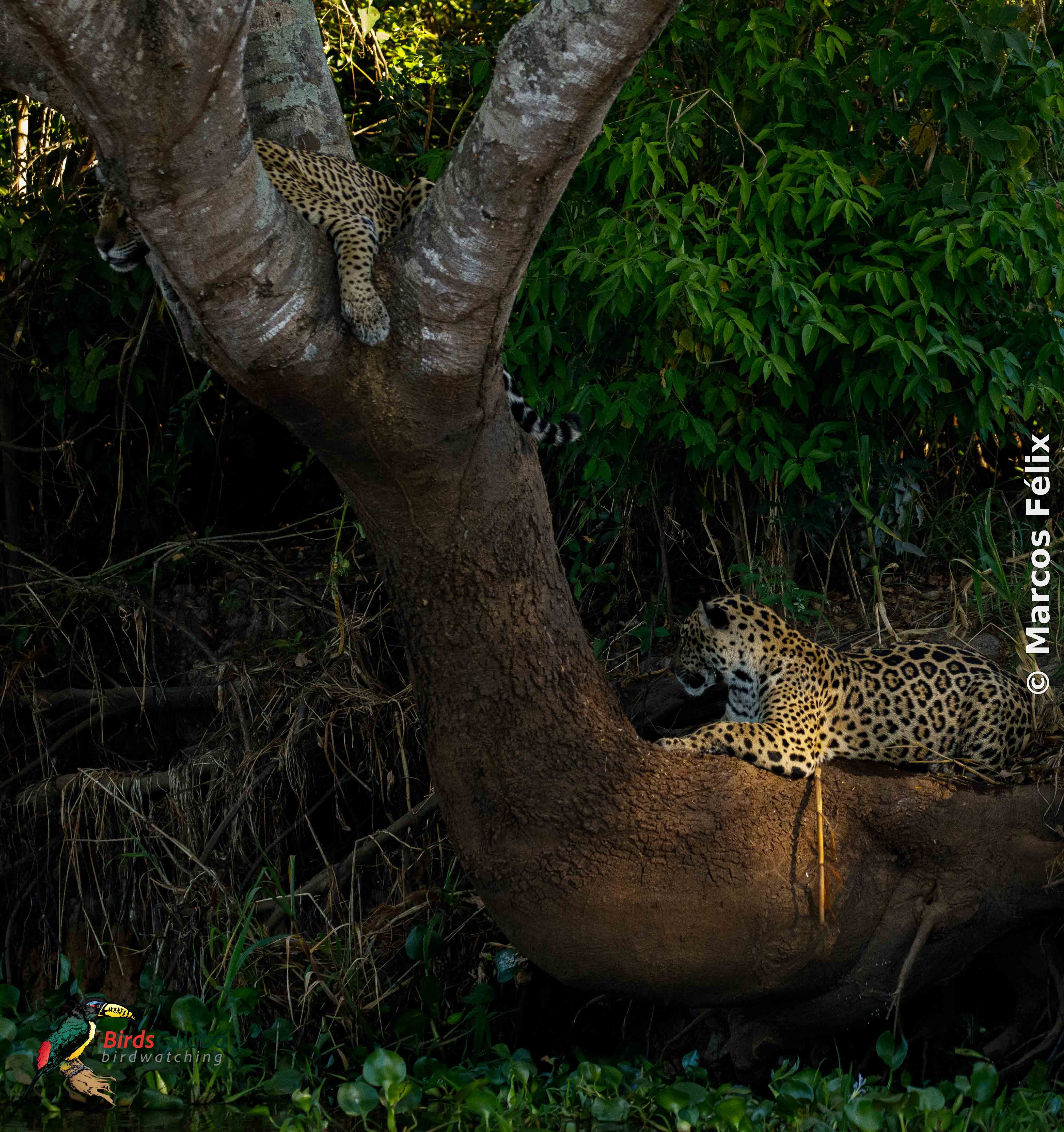Onça pintada Pantanal  MT
