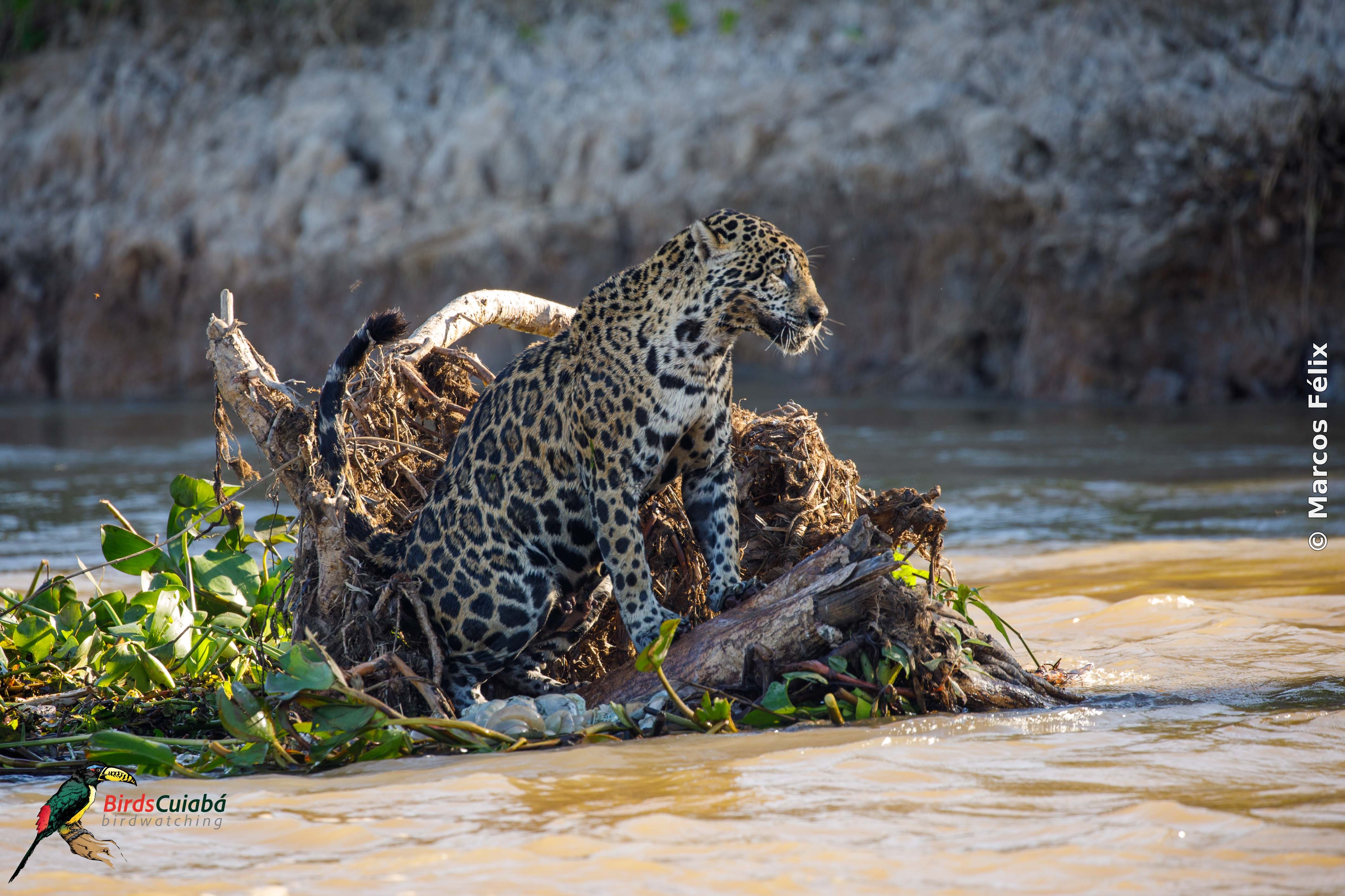 Onça pintada Pantanal  MT
