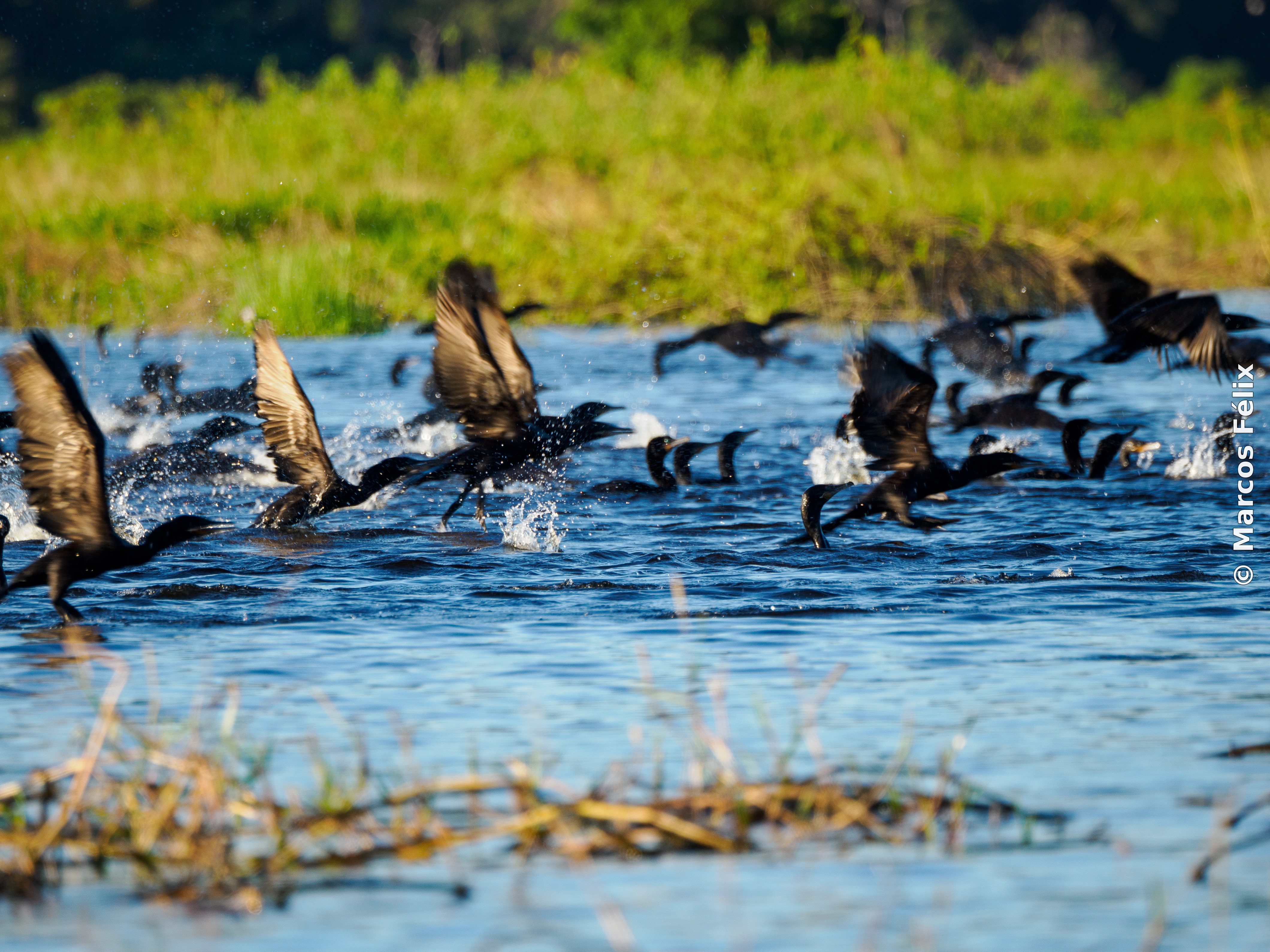 Biguatinga
