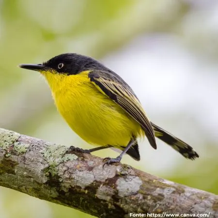 Ferreirinho-relógio | Common Tody-Flycatcher