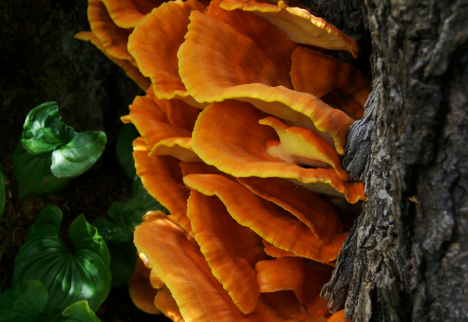 Fungos